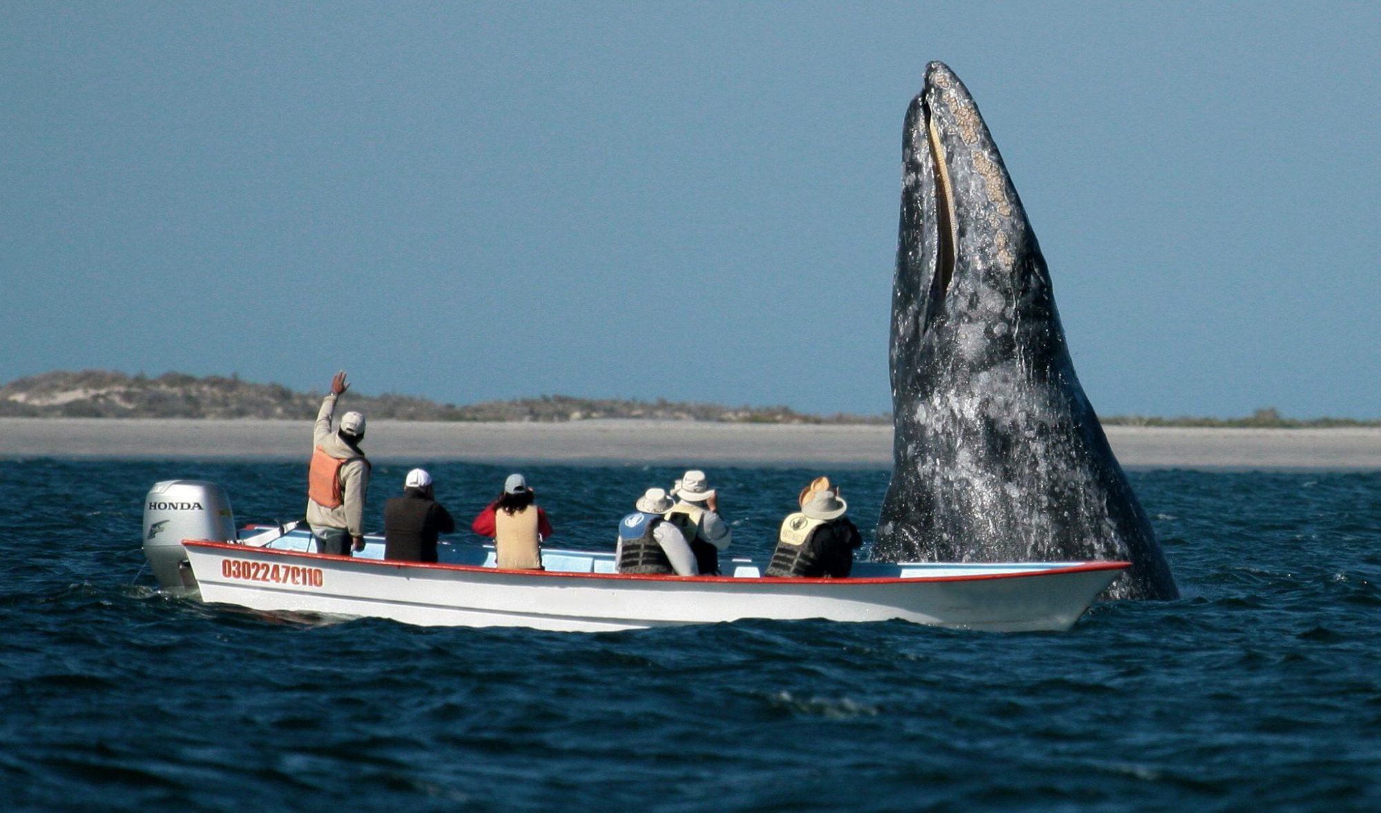A Whale of a Tale