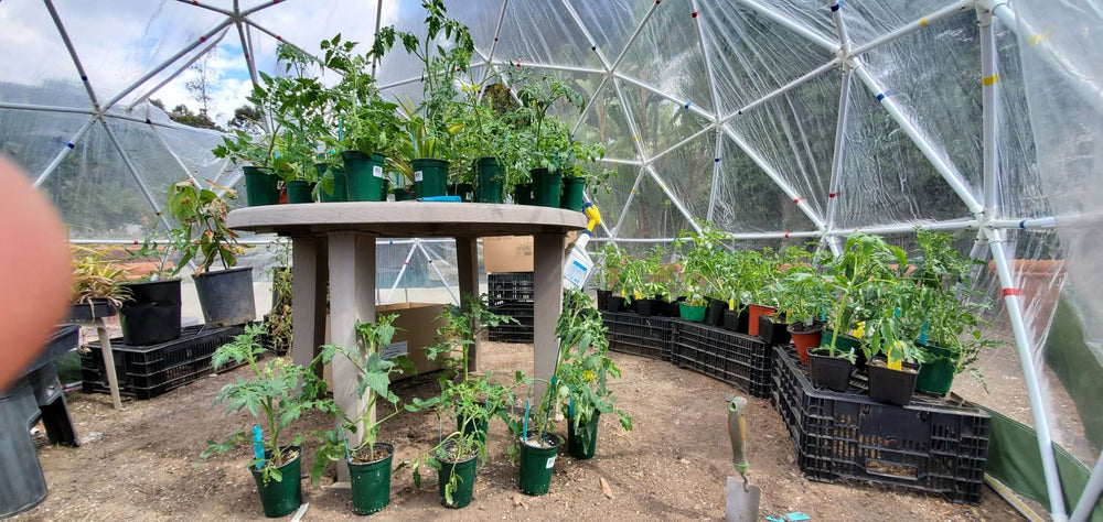 Inside of a Sonostar Bubble Dome Greenhouse